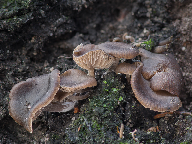 Fayodia anthracobia